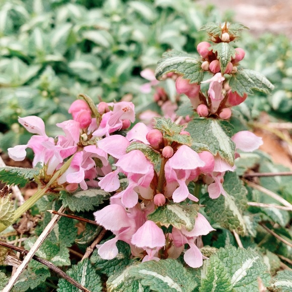 Meet your Posher, Sarah - Picture 1 of 1